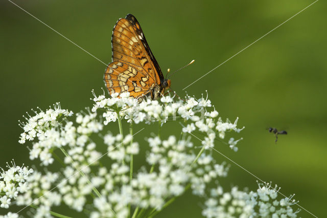 Scarce Fritillary (Euphydryas maturna)