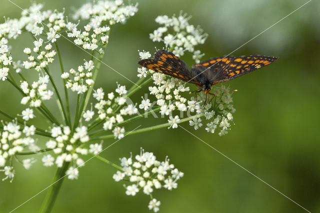 Roodbonte parelmoervlinder (Euphydryas maturna)