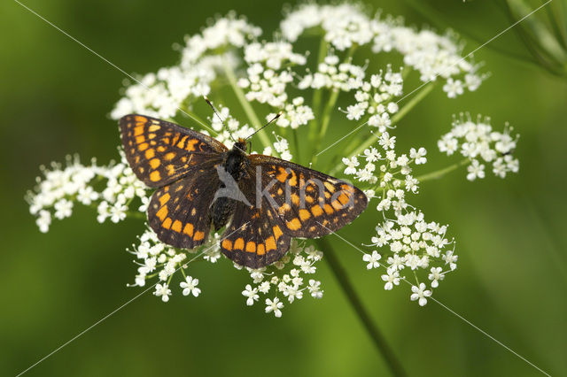 Scarce Fritillary (Euphydryas maturna)