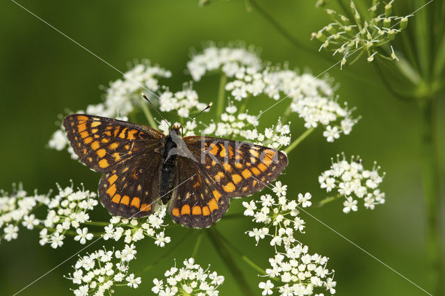 Roodbonte parelmoervlinder (Euphydryas maturna)