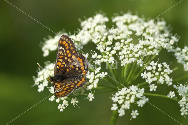 Roodbonte parelmoervlinder (Euphydryas maturna)