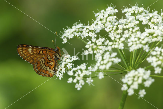 Scarce Fritillary (Euphydryas maturna)