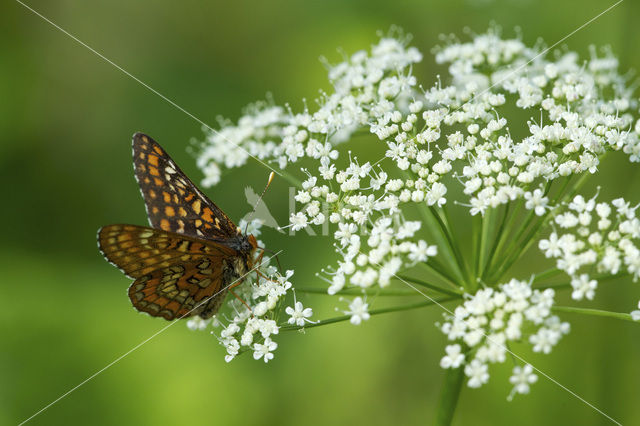 Roodbonte parelmoervlinder (Euphydryas maturna)