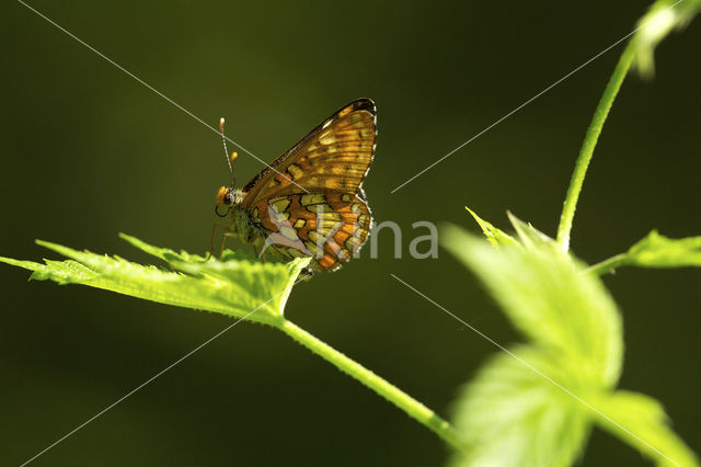 Roodbonte parelmoervlinder (Euphydryas maturna)