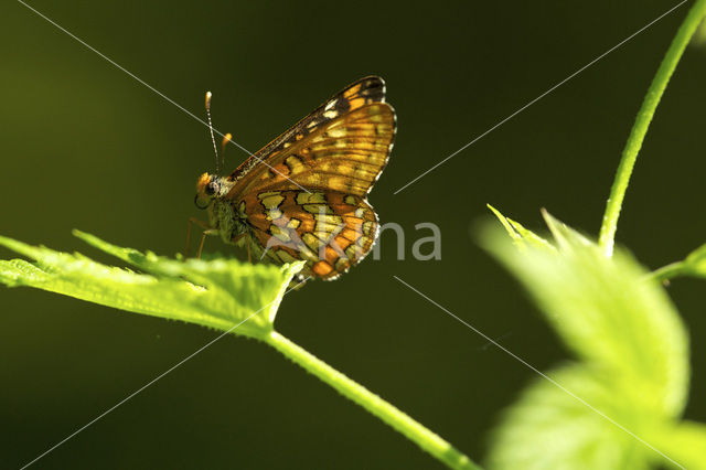 Scarce Fritillary (Euphydryas maturna)