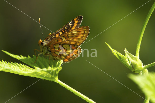 Scarce Fritillary (Euphydryas maturna)