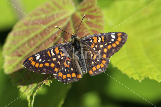 Roodbonte parelmoervlinder (Euphydryas maturna)