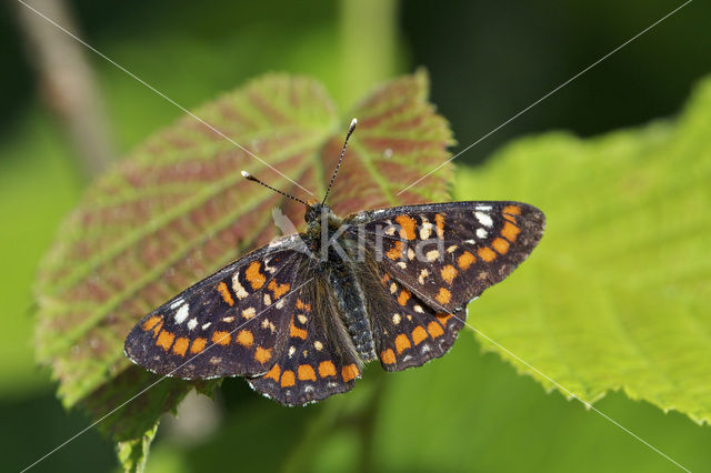 Scarce Fritillary (Euphydryas maturna)