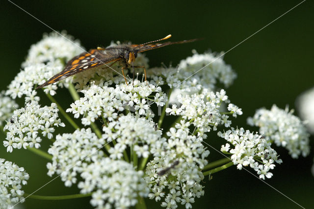 Roodbonte parelmoervlinder (Euphydryas maturna)