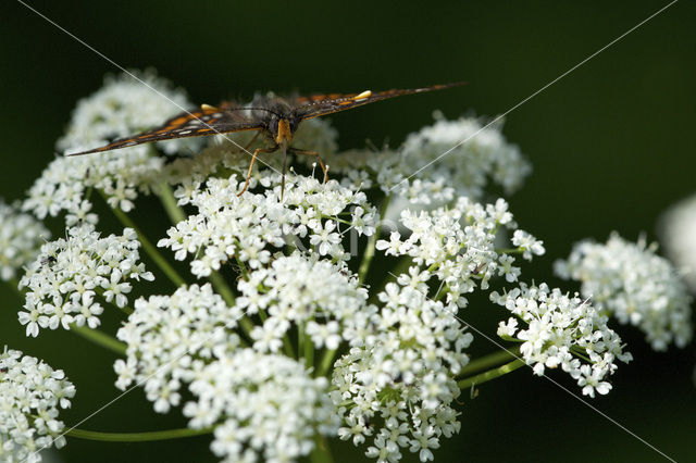 Roodbonte parelmoervlinder (Euphydryas maturna)