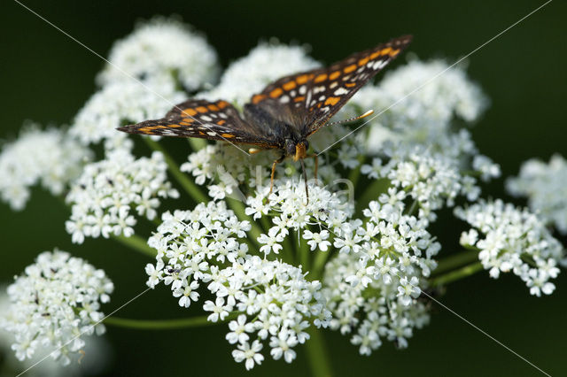 Scarce Fritillary (Euphydryas maturna)