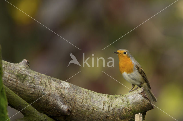 European Robin (Erithacus rubecula)