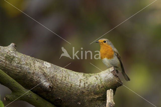 European Robin (Erithacus rubecula)