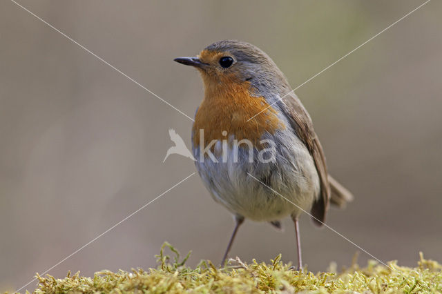 European Robin (Erithacus rubecula)