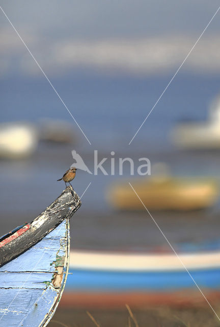 European Stonechat (Saxicola rubicola)