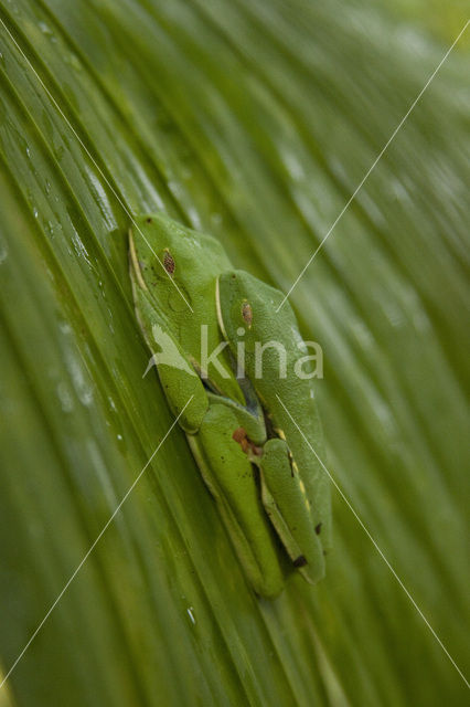 Roodoogmakikikker (Agalychnis callidryas)