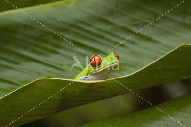 red-eyed treefrog (Agalychnis callidryas)