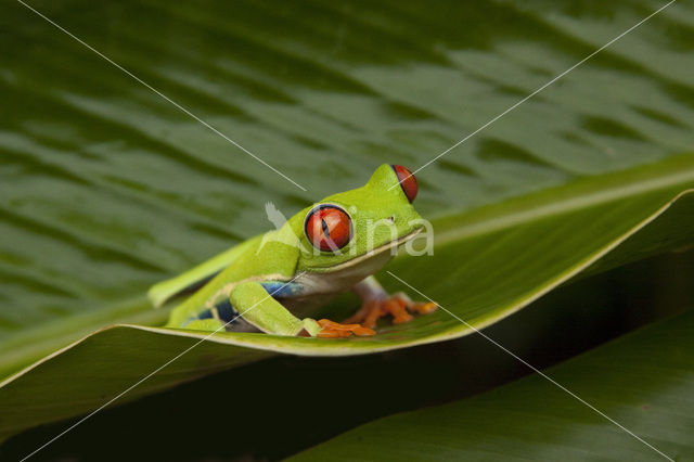 Roodoogmakikikker (Agalychnis callidryas)