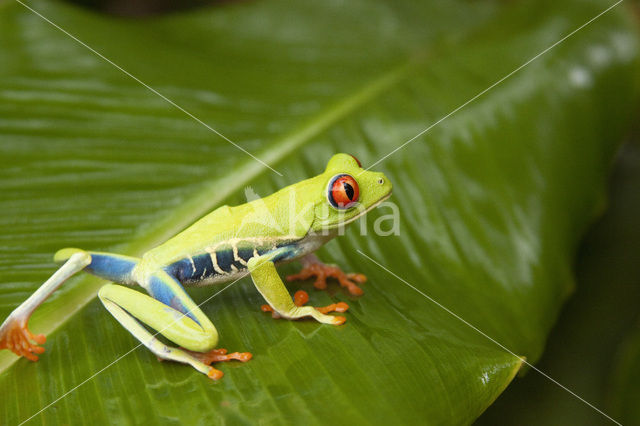 Roodoogmakikikker (Agalychnis callidryas)