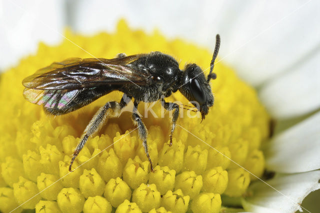 Lasioglossum rufitarse