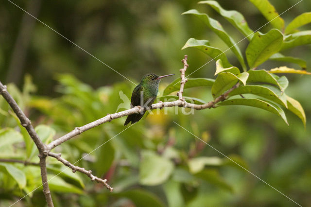 Roodstaartkolibrie (Amazilia tzacatl)