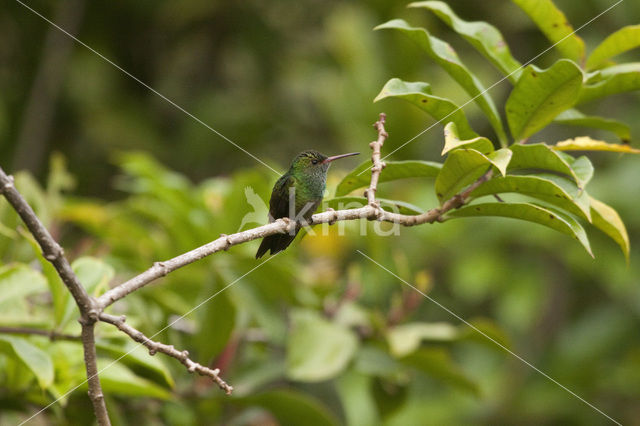 Rufous-tailed Hummingbird (Amazilia tzacatl)