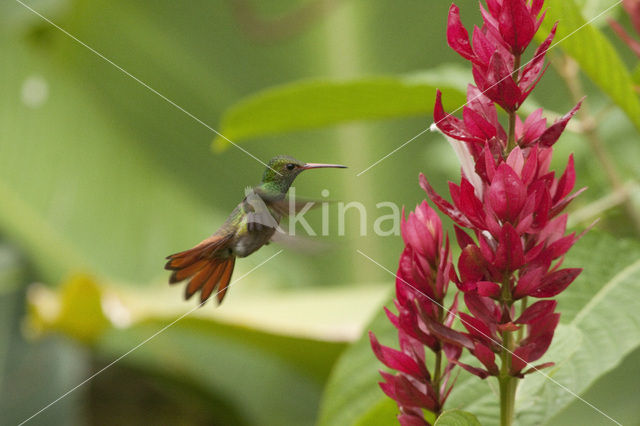 Rufous-tailed Hummingbird (Amazilia tzacatl)