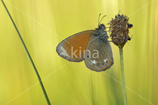 Roodstreephooibeestje (Coenonympha glycerion)