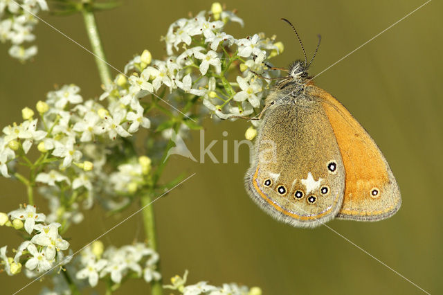 Roodstreephooibeestje (Coenonympha glycerion)