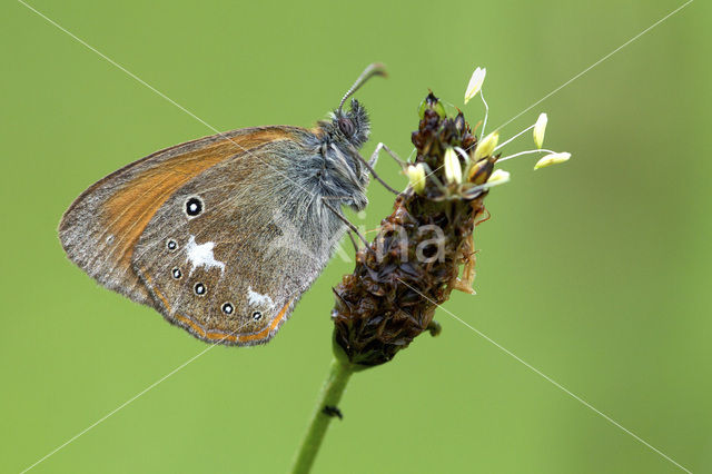 Roodstreephooibeestje (Coenonympha glycerion)