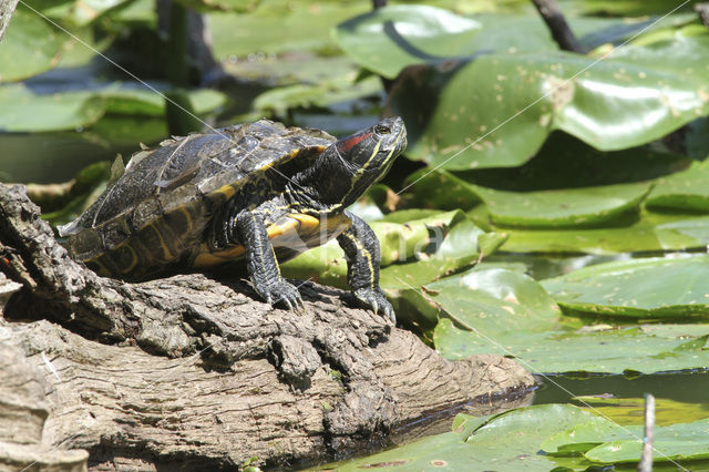 Roodwangschildpad (Trachemys scripta elegans)