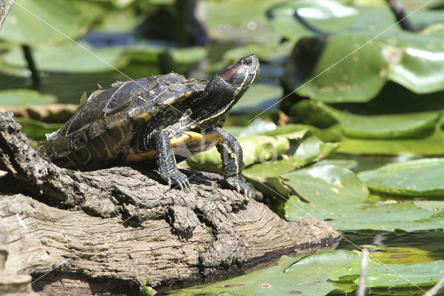 Red-Eared Slider (Trachemys scripta elegans)