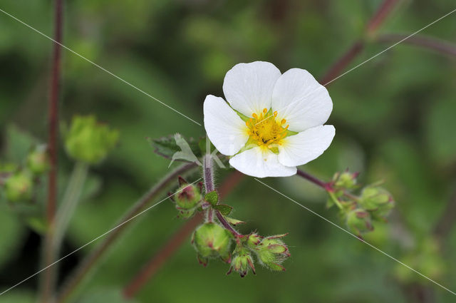 Rock Cinquefoil (Potentilla rupestris)