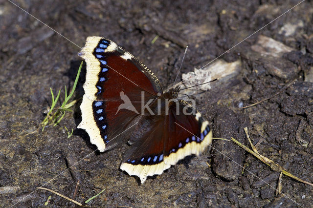 Camberwell Beauty (Nymphalis antiopa)