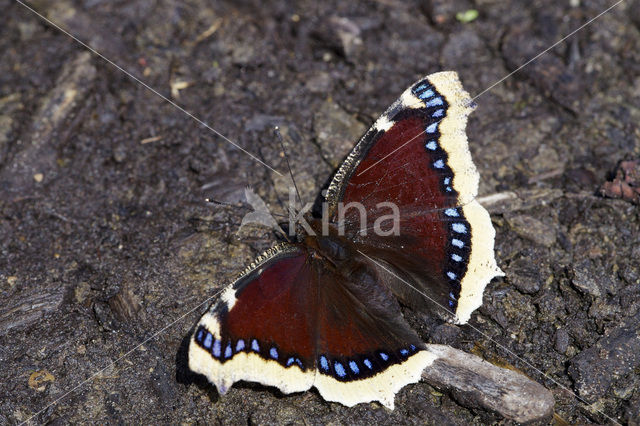 Rouwmantel (Nymphalis antiopa)