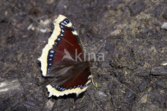 Rouwmantel (Nymphalis antiopa)