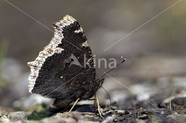 Rouwmantel (Nymphalis antiopa)