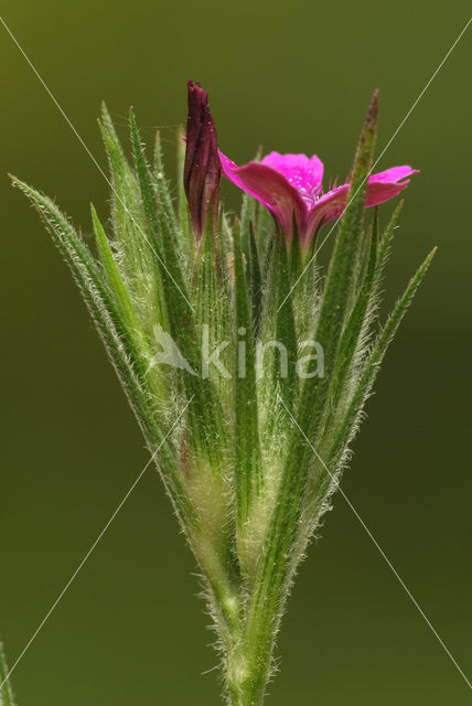 Deptford Pink (Dianthus armeria)