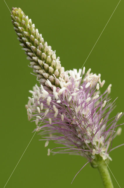 Hoary Plantain (Plantago media)