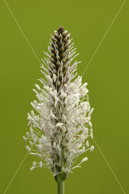 Hoary Plantain (Plantago media)