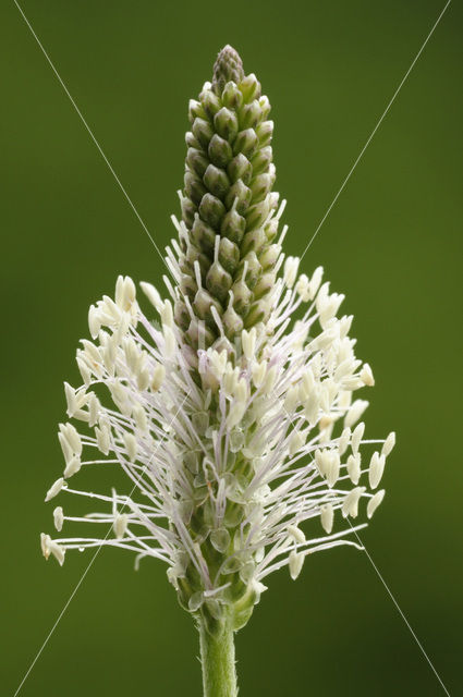 Hoary Plantain (Plantago media)