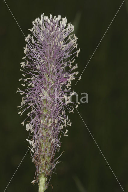 Hoary Plantain (Plantago media)