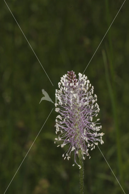 Hoary Plantain (Plantago media)