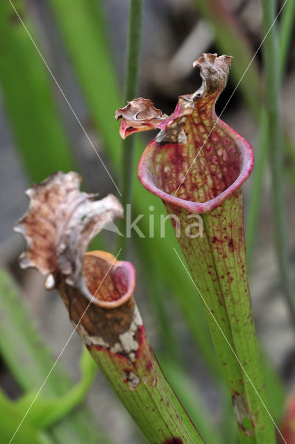 Sarracenia Stevensii