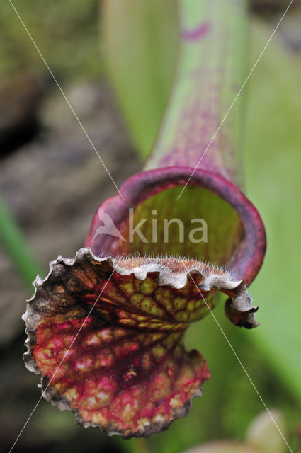 Sarracenia Stevensii