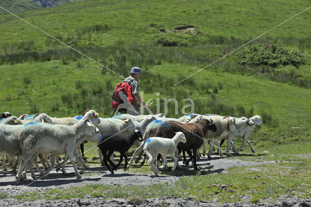 Schaap (Ovis domesticus)