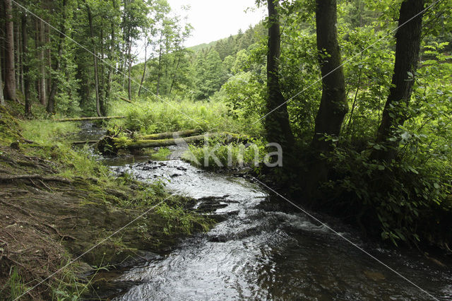 Schafbachtal