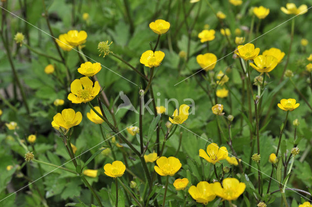 Meadow Buttercup (Ranunculus acris)