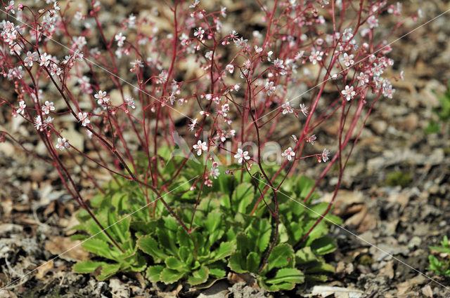 Saxifraga umbrosa