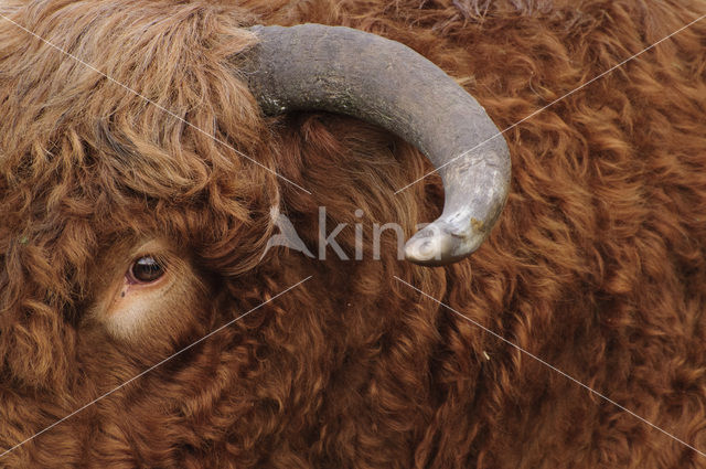 Highland Cow (Bos domesticus)